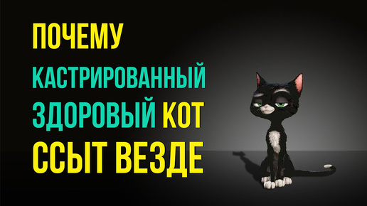 Почему здоровый кот писает на все углы? Почему кошка писает в постель хозяина?