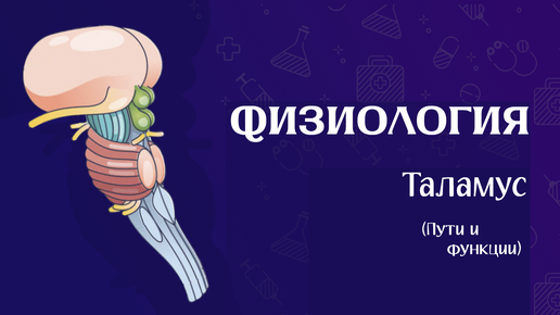 Download Video: Таламус физиология