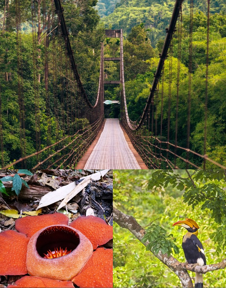 Нетронутые леса с множеством приключений на суше.