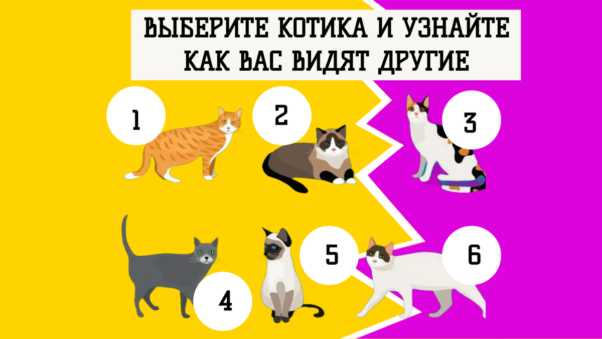 Коллаж: 2u.pt Тест: какой кот вам нравится больше всего? Ответ покажет, как вас видят другие 