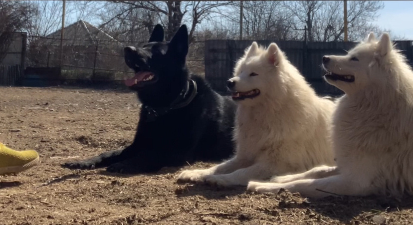 Собаки выполняют команду "Лежать"