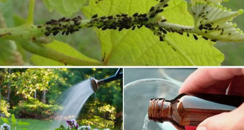 Пару раз пшикнул и вся тля замертво повалилась: Как правильно избавляться от тли (важно сделать осенью)