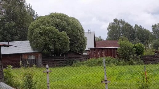 Городские в деревне. Часть 3. Возвращаемся домой) #влог,#деревня,#отдых.