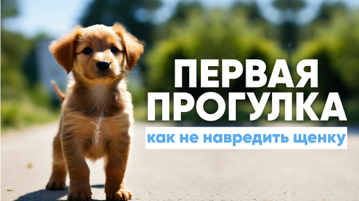 Первая прогулка🐶 Как подготовить ЩЕНКА к первому выходу на улицу? ВАЖНЫЕ ПУНКТЫ❗️