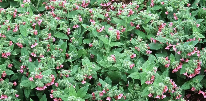 Pulmonaria rubra — один из самых ранних видов, цветущих весной. Его соцветия поникающих воронкообразных розовато-красных цветов возвышаются над сплошными светло-зелеными листьями без пятен.