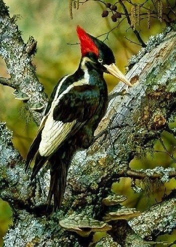 Угадайте, кто у нас тут?