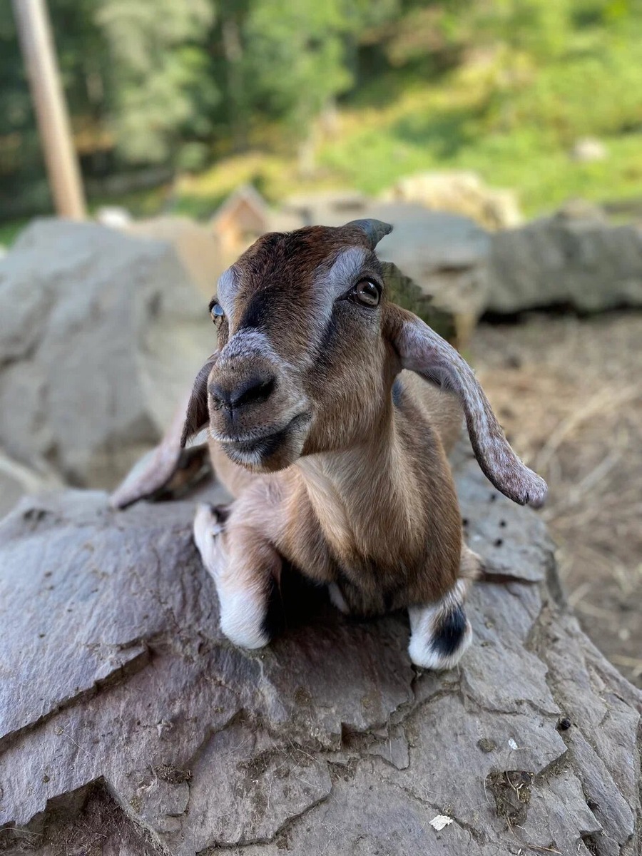 На хуторе можно пообщаться с домашними козами, прокатиться на лошади, увидеть величественных яков. Фото: Сергей Кольцов / Яндекс Карты