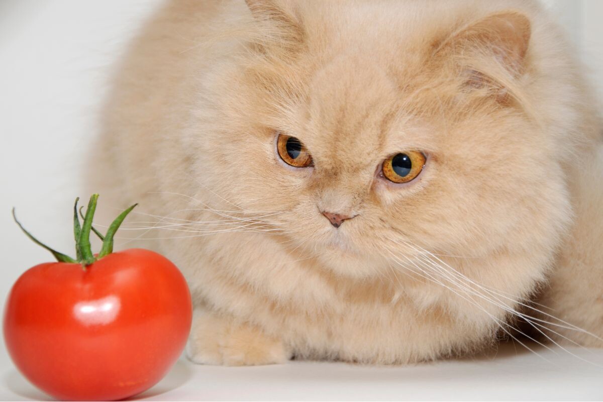 Можно ли кошкам помидоры