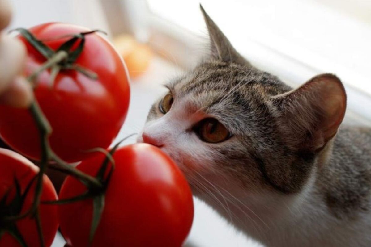 Можно ли котам помидоры
