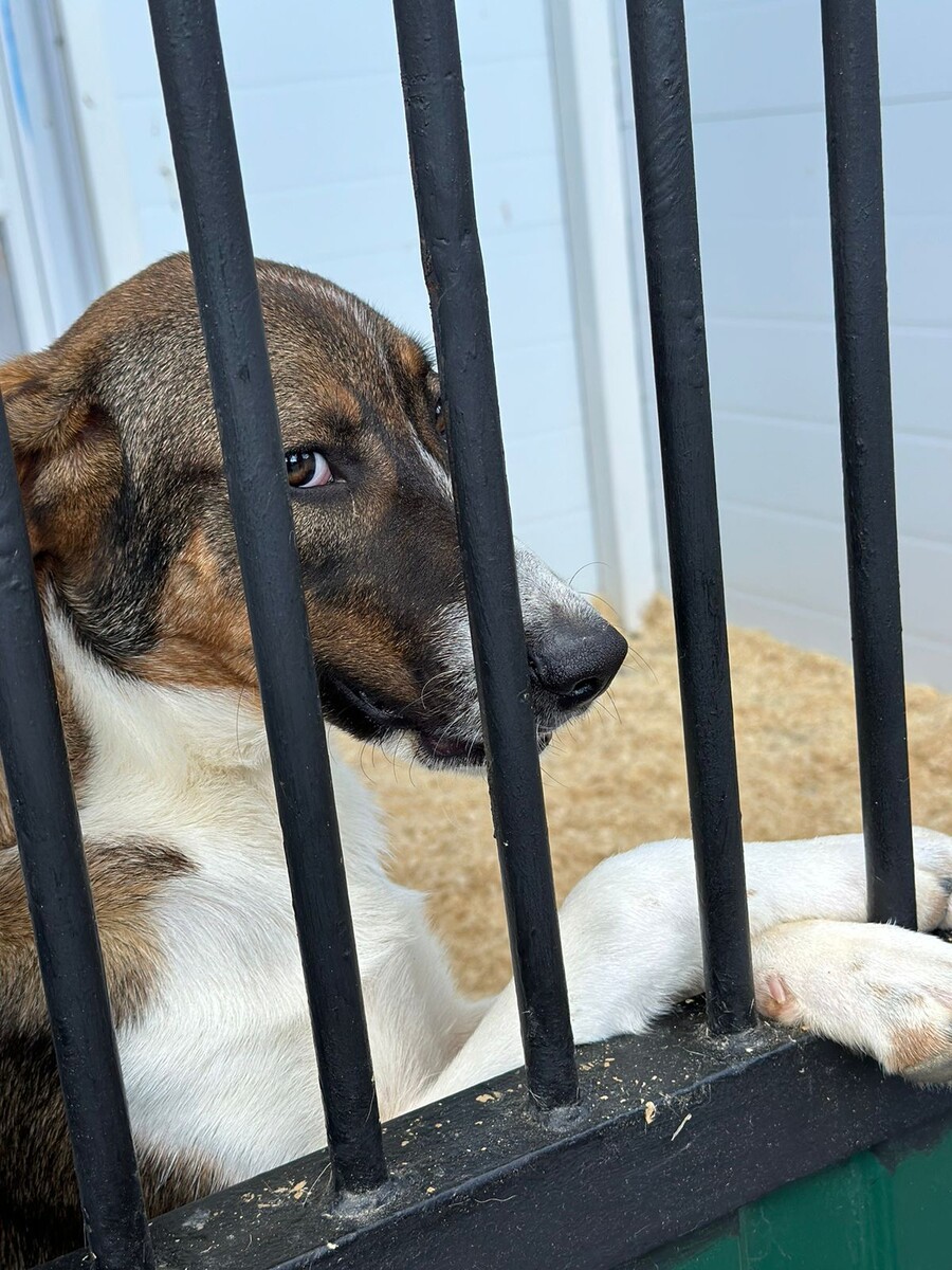 Вольер с щенками