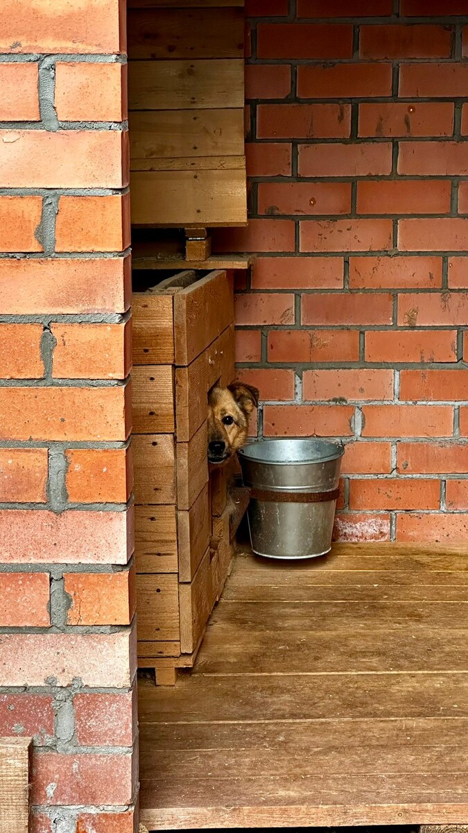 Хвостики, которые боятся выходить из своих будок