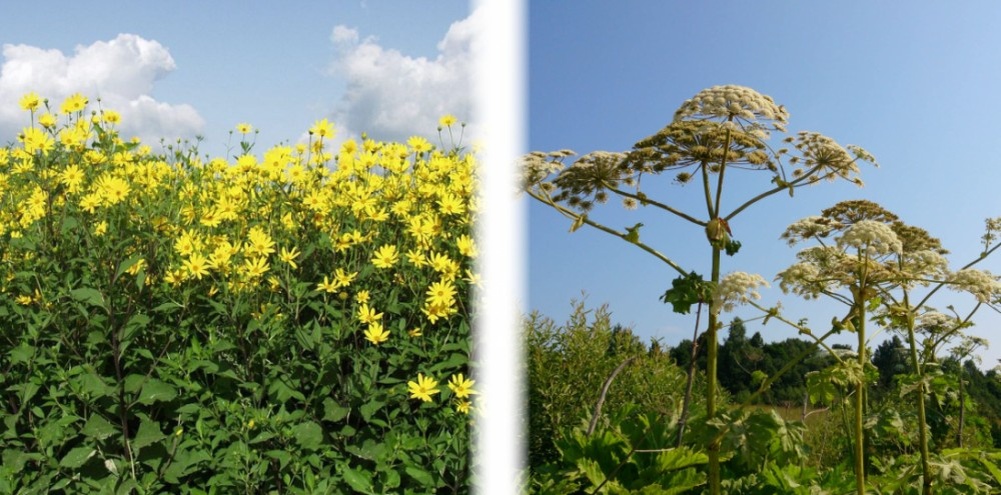 Желтое растение похожее на борщевик. Ядовитый сорняк борщевик желтый. Желтое растение похожее на борщевик. Цветок похожий на борщевик. Борщевик сосновского ядовитое растение.