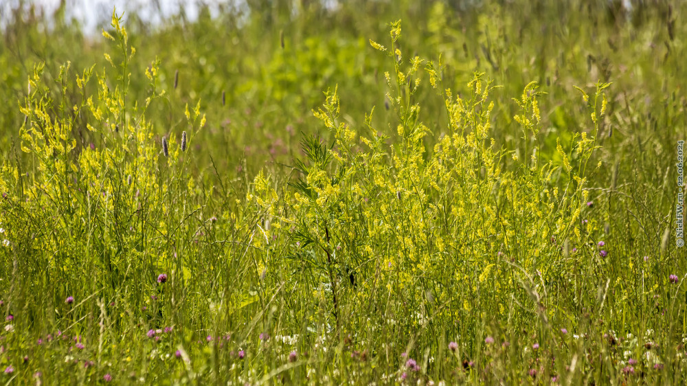 2. Жёлтенькие... © NickFW.ru — 22.06.2024г.