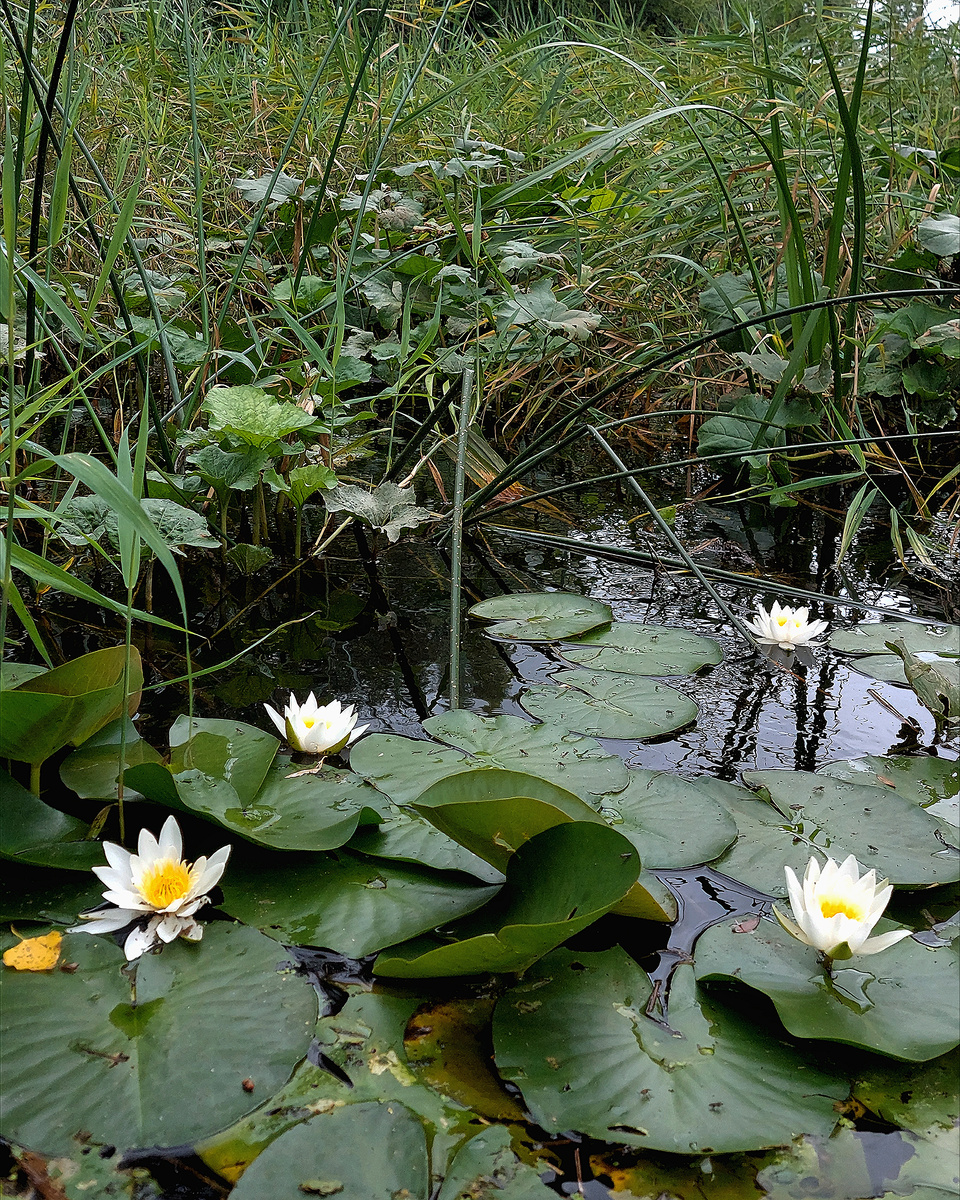 Кувшинки 