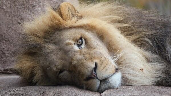    В шведском зоопарке усыпили льва, который поперхнулся
