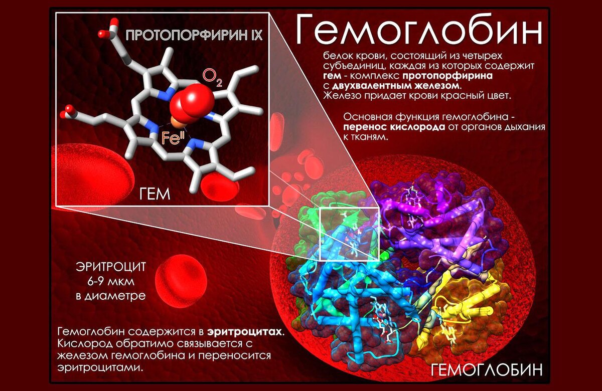 Схема строения молекулы гемоглобина 
