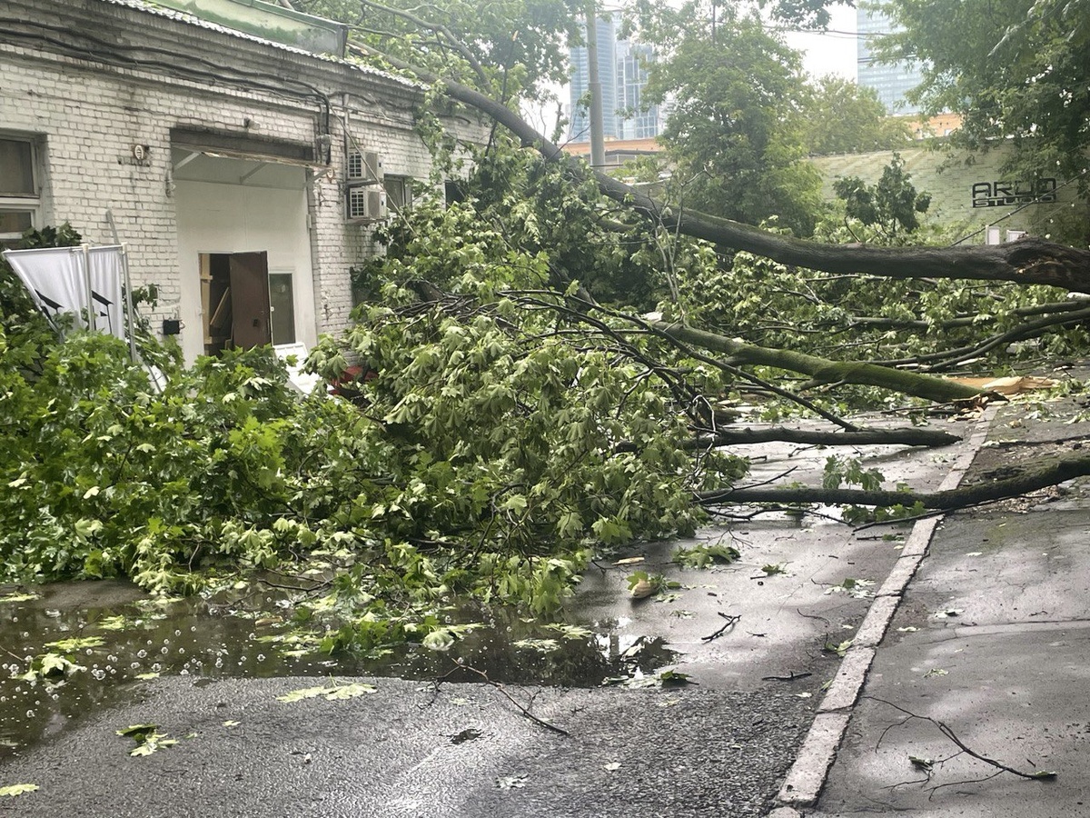 Гиповитаминоз подтачивает организм. Сильный порыв ветра — и ослабленное дерево падает, казалось бы «среди полного здоровья»