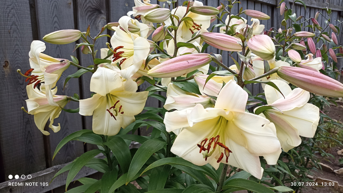 Цветут мои лилии-гиганты. Фото автора.