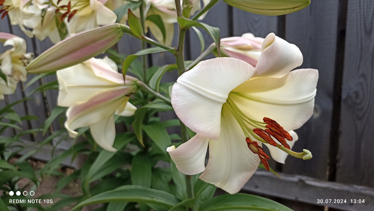 Очень красивые цветы. Фото автора.