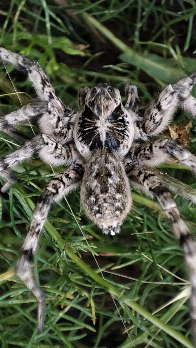    Паук. Источник: Никита Дубенский