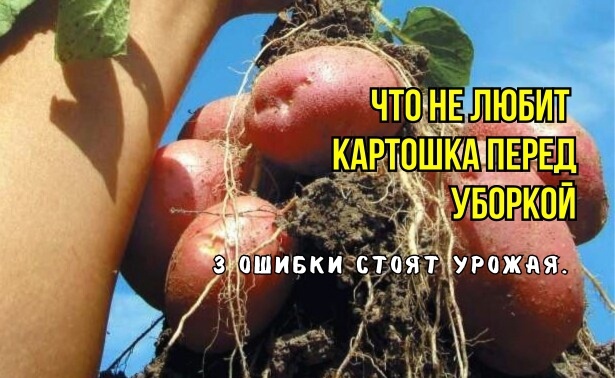 Картошку копаем, готовим к хранению: 3 ошибки снижают лежкость. И почему картофель загнивает, морщится, увядает, "растет". Агрономы советуют