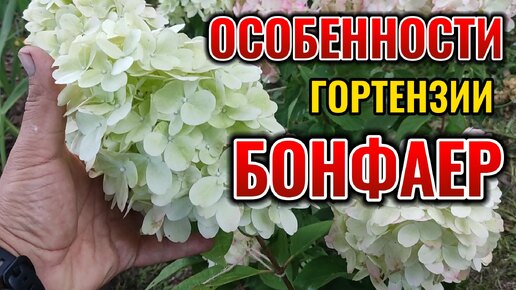 🔥 Бонфайер: гортензия, которая ПОДОЖЖЕТ ваш сад! 🌸 Шикарное цветение гарантировано! Всё о гортензии Бонфайер.