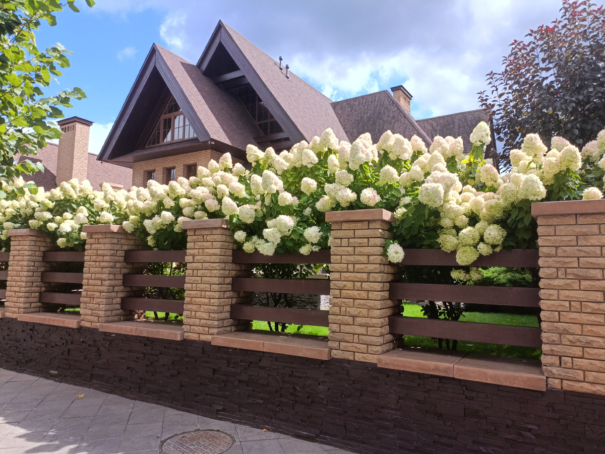 Очень красивые гортензии - не пройти просто так мимо!