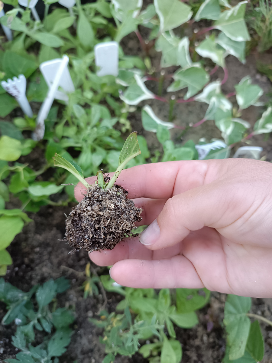 Черенок гортензии