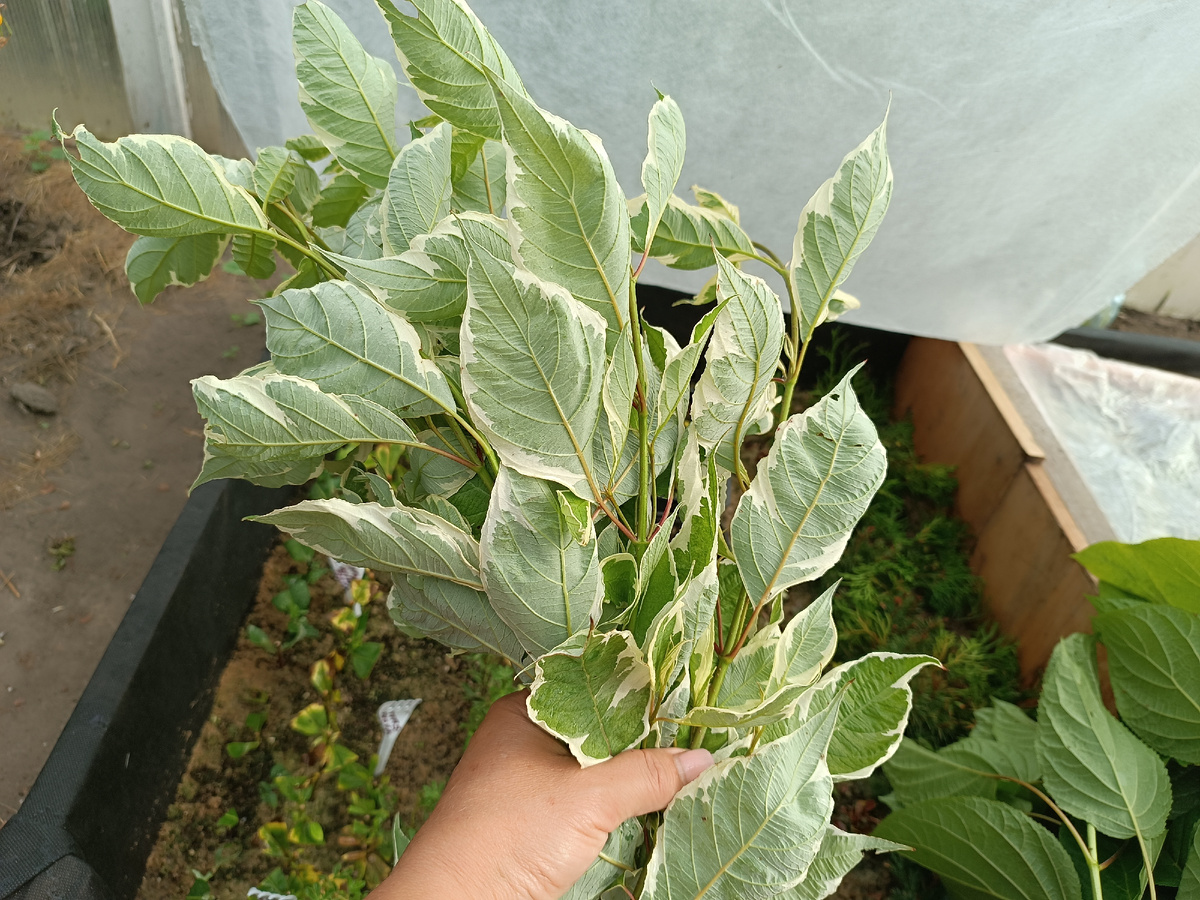 Будущие черенки дерена