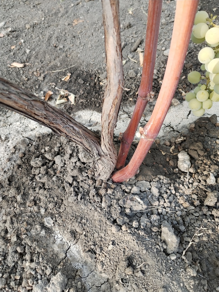 Фото подписчика 