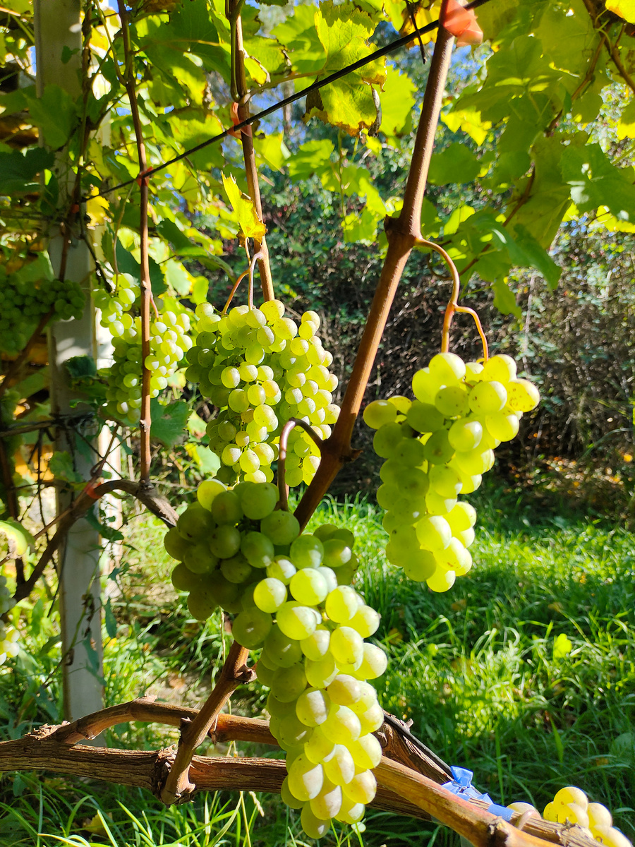 Грозди винограда Ркацители. Сезон 2022  