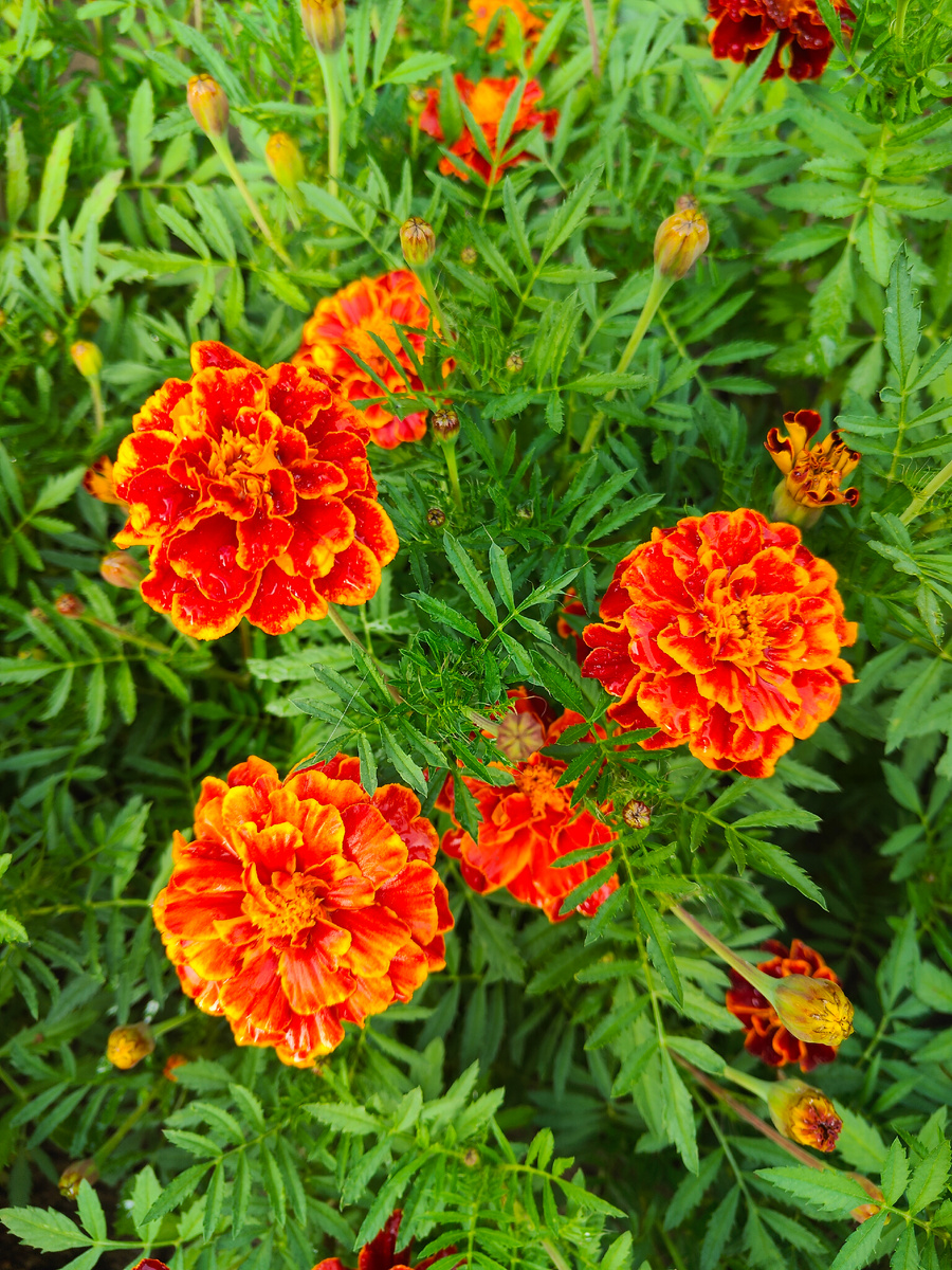 Оранжевое Пламя.