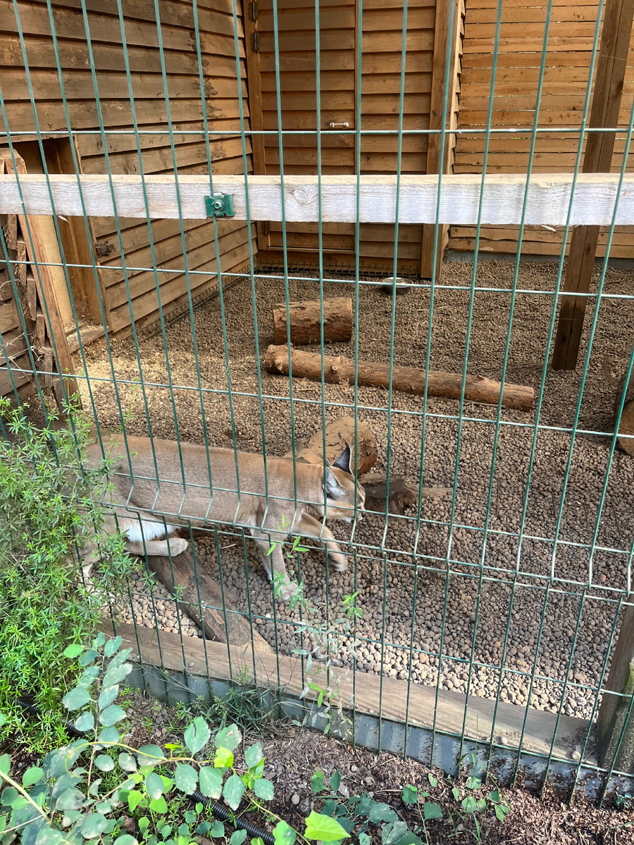 Каракал Марс, хоть был и не в настроении, шипел и рычал, все равно очарователен 