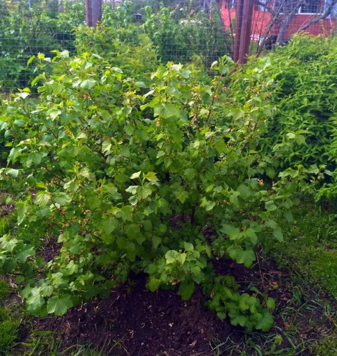 Смородина куст картинка. Кукс тчерная смородина. Плодовые кустарники (смородина, крыжовник, жимолость). Смородина синегорье. Смородина белая куст.