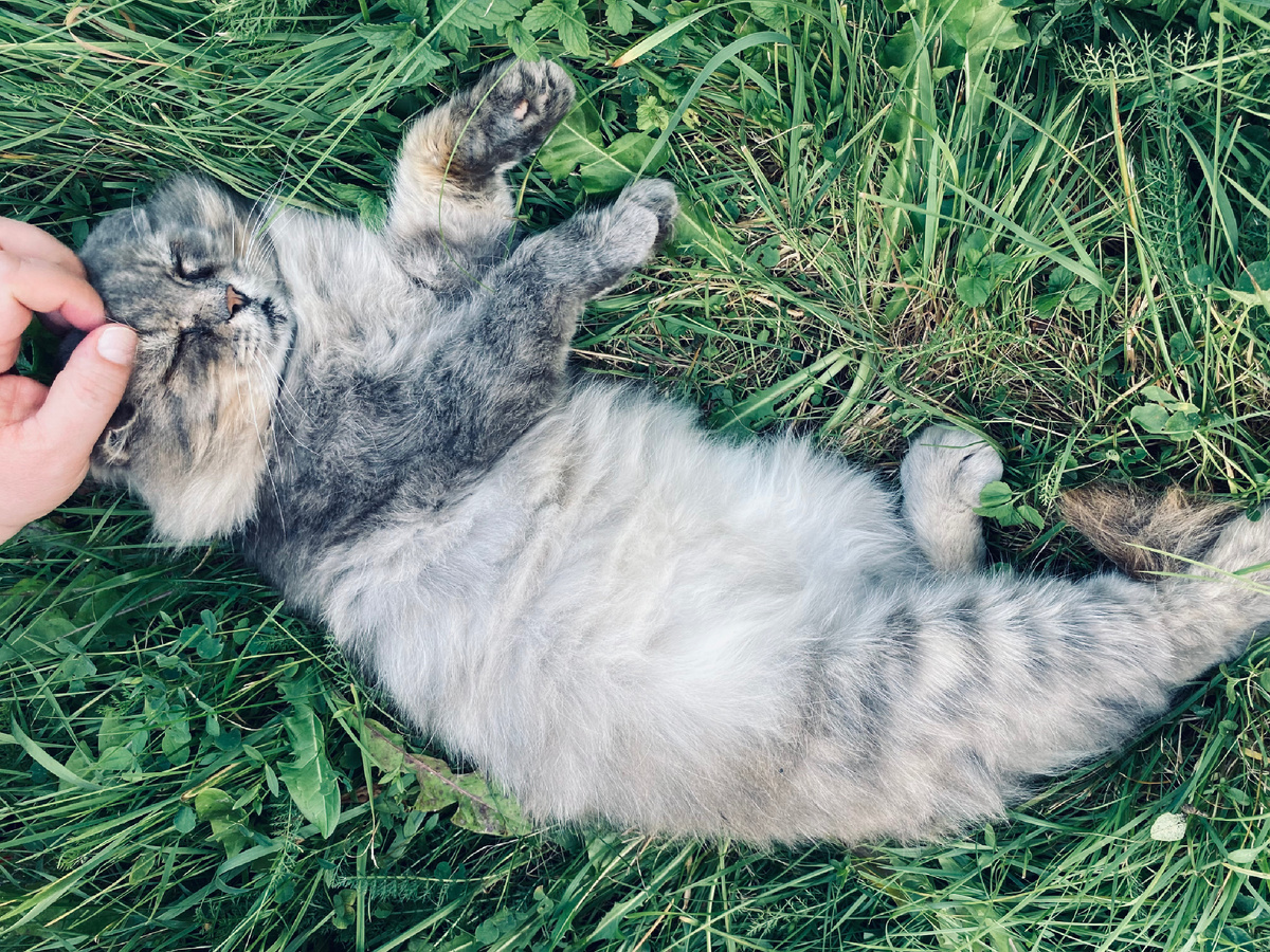 Как хорошо в травке поваляться! Везде фото автора.