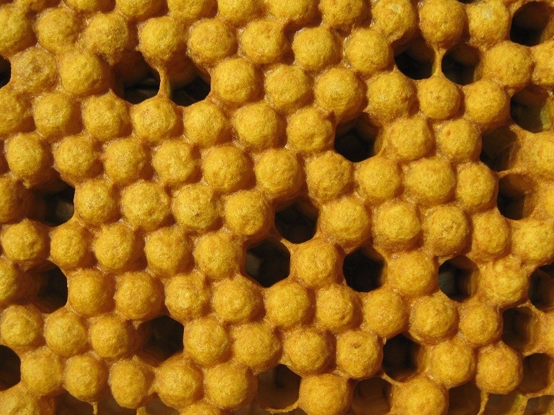 Трутневый расплод в улье