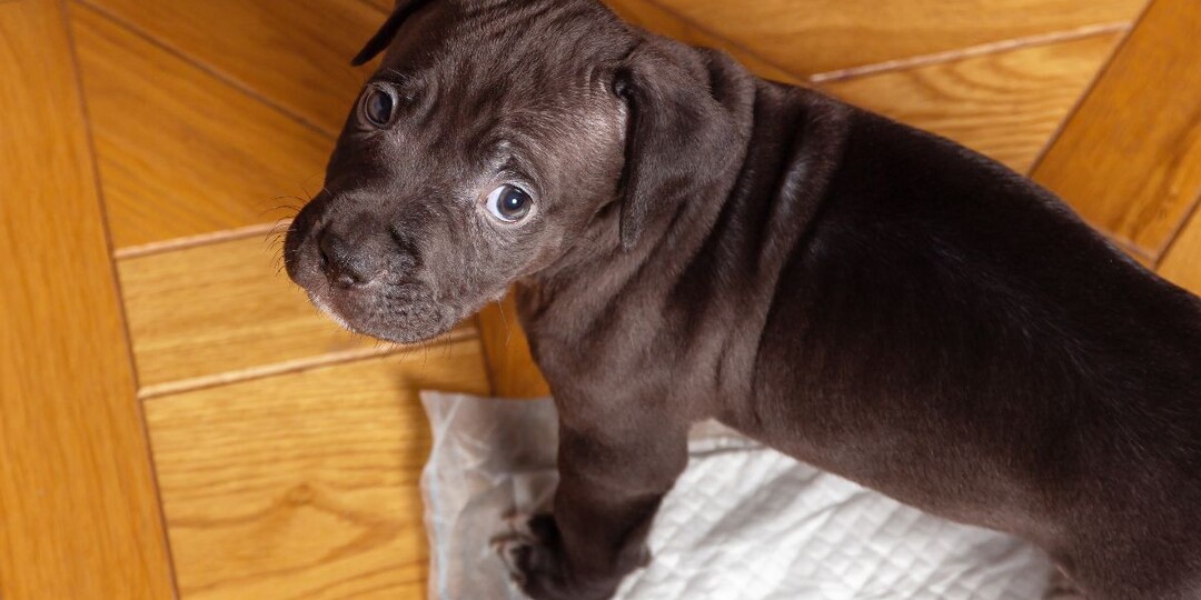 Как приучить щенка ходить на пеленку: забудьте о лужах на полу навсегда