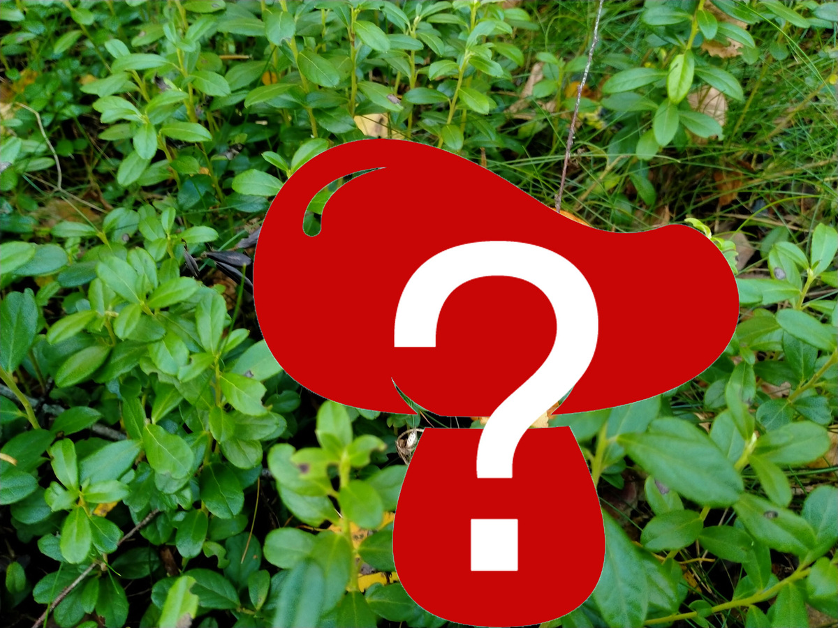 Самый красивый гриб