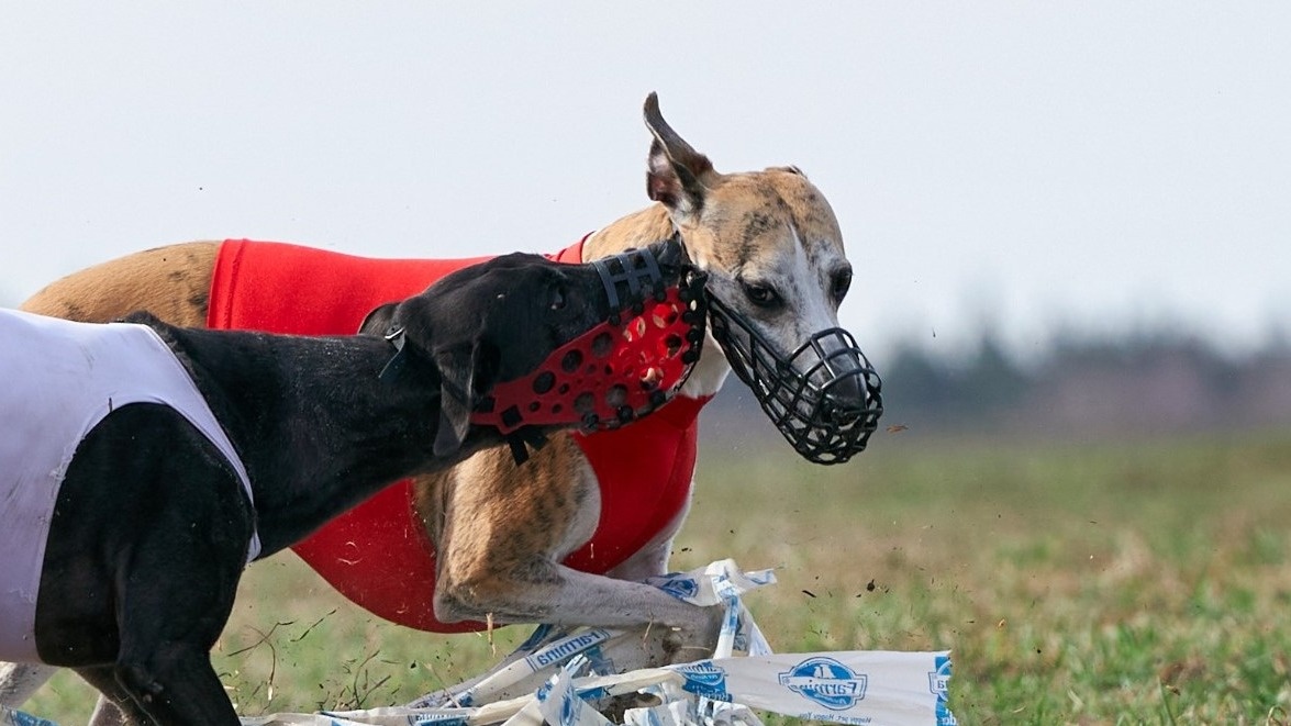 Чистой воды агрессия. В бегах это также одна из причин использования намордника