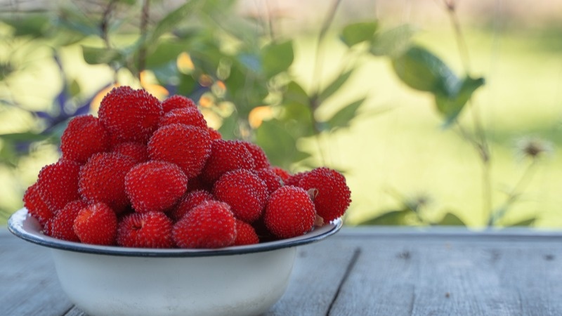 Как поднять урожай малины: секреты осенней подкормки от бывалого огородника