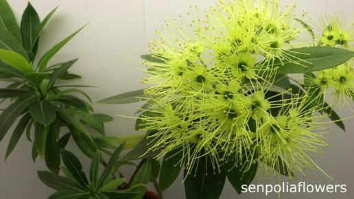 Ксантостемон золотистый (Xanthostemon Chrysanthus) золотистый из коллекции Голубевой Татьяны на 12.08.2024