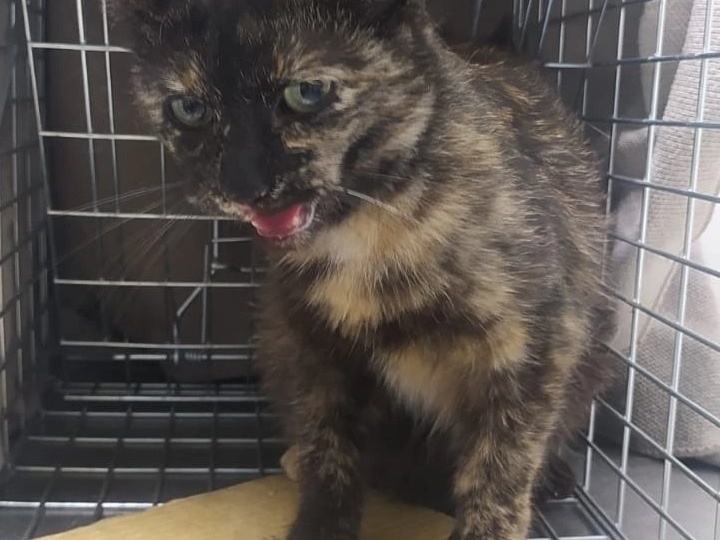 Кошечка жила на территории завода, но ее потребовали оттуда убрать.