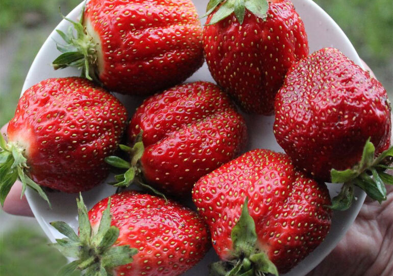 С этими сортами клубника завалит урожаем