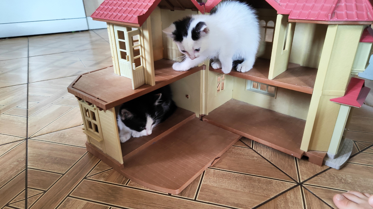 Даже в кукольный домик залазят котики