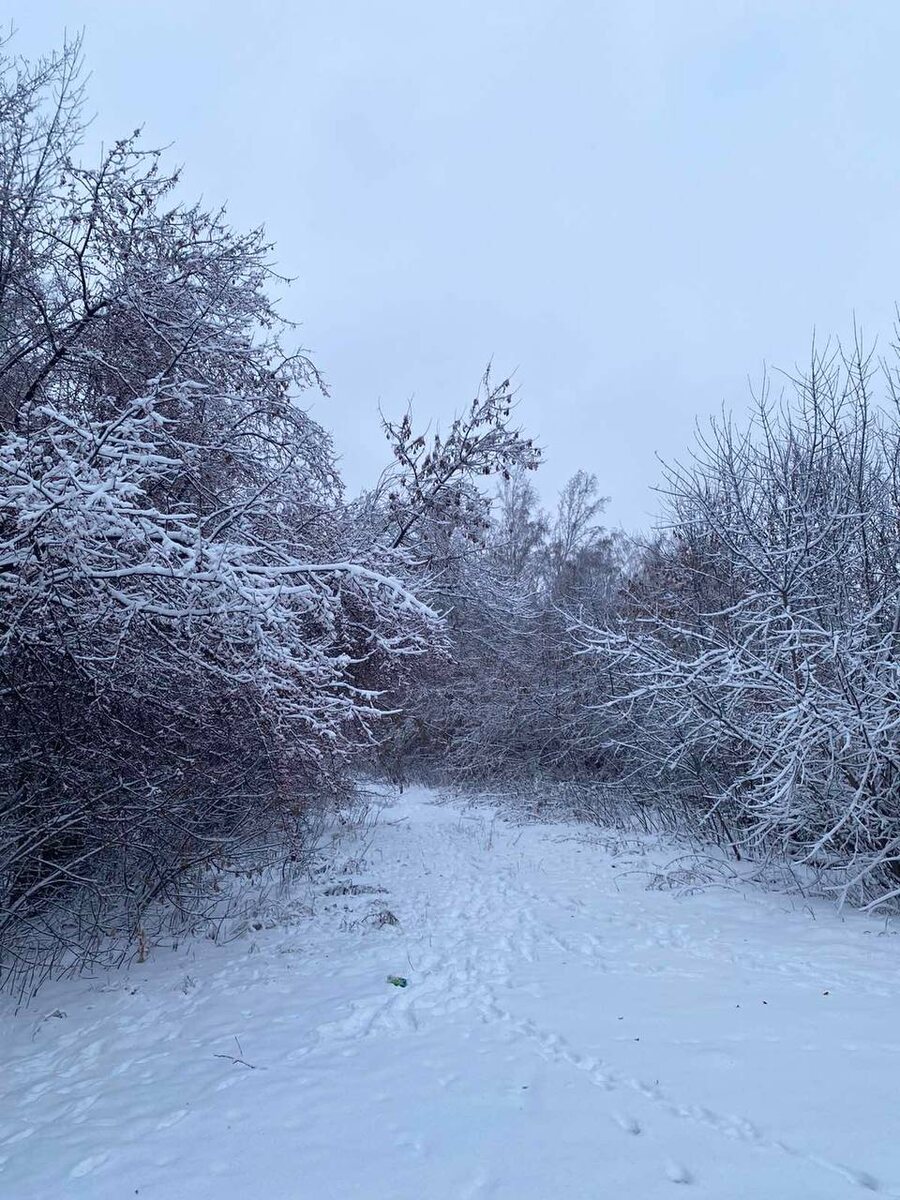Зимний лес 