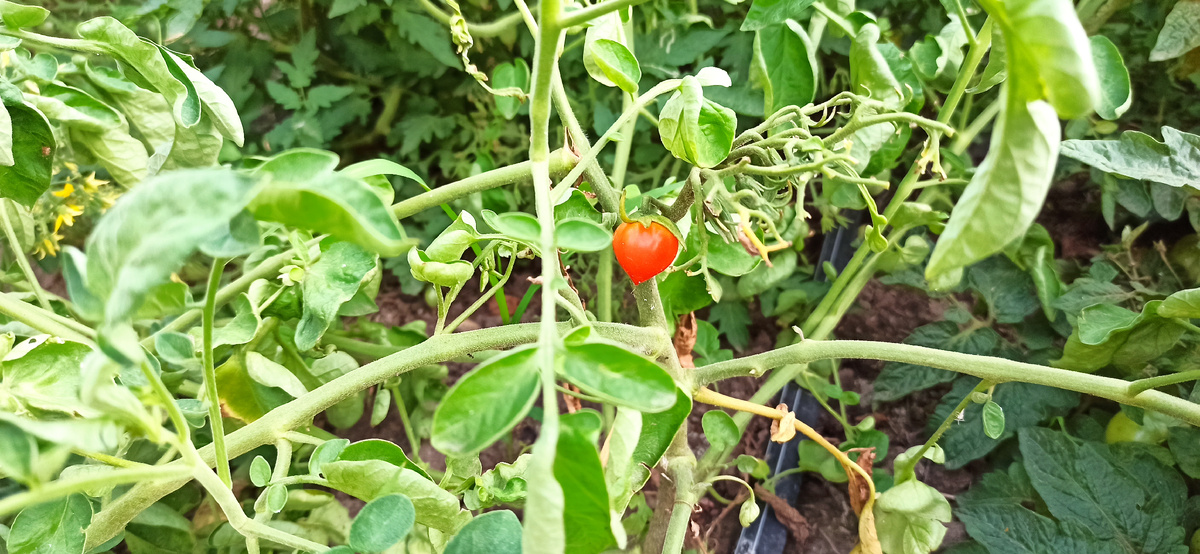 Первый черри