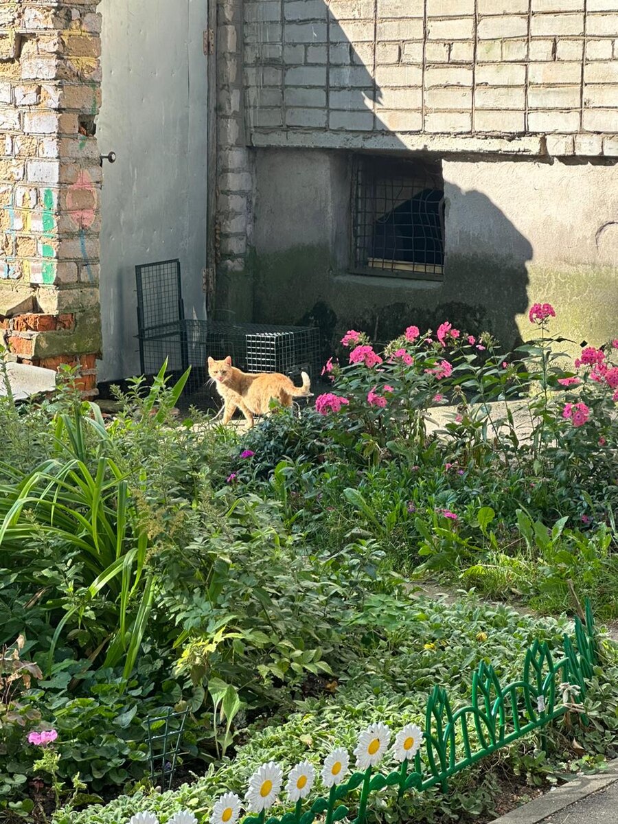 Фото автора. Мама кошка Яси.