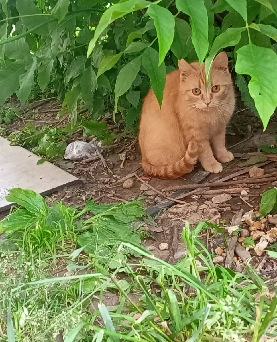 Фото автора. Собираемся рожать под кустиком.