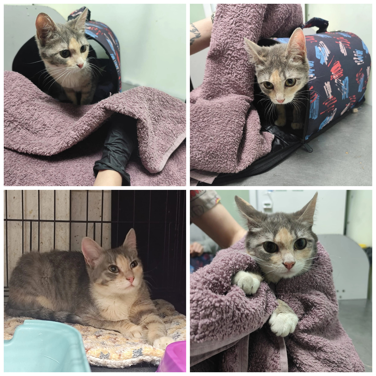 Лапочку Инву нашли на улице.