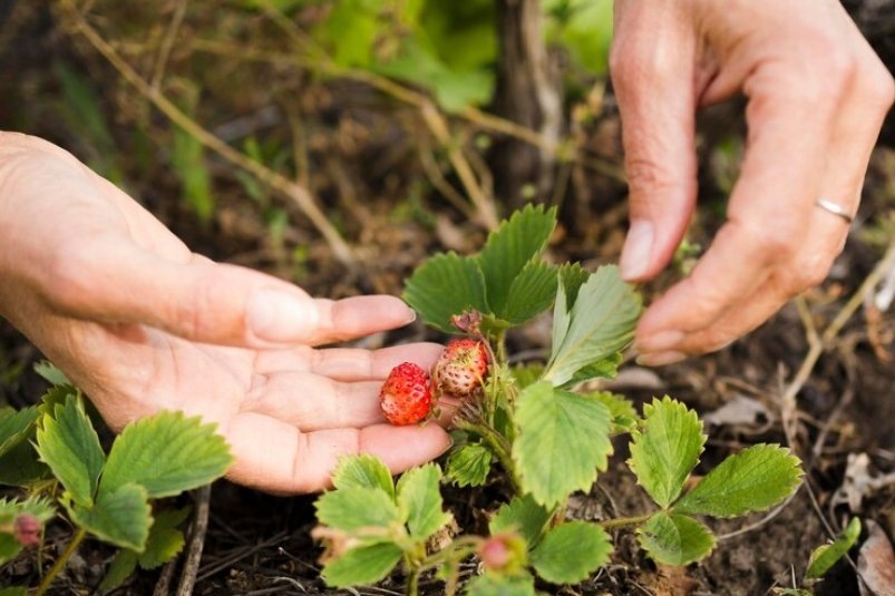 Клубника на грядке Фото: https://ru.freepik.com/12 августа, 21:30